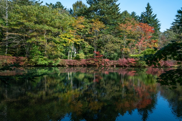 軽井沢の自然がイメージできる池の写真